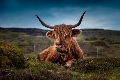 Beautiful brown highland cow lying in a field in Scotland
